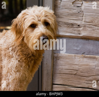 Un goldendoodle è ipoallergenico e rende grande un pet. Foto Stock