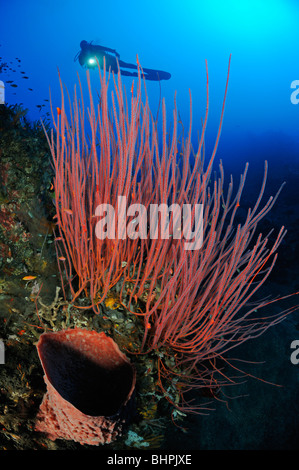 Subacqueo con rossi coralli a frusta e la canna in spugna, Alam Batu, Housereef, Bali Foto Stock