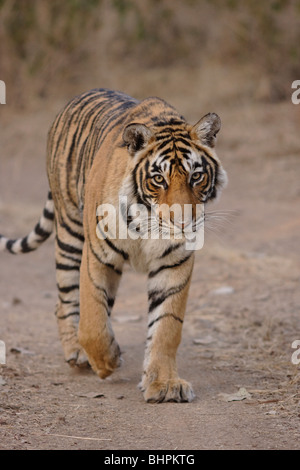 Una tigre del Bengala camminando sulla strada nella giungla in mattinata a Ranthambore Riserva della Tigre, India. ( Panthera Tigris) Foto Stock