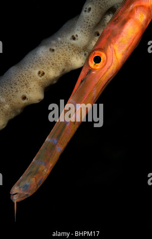 Aulostomus chinensis trumpetfish, ritratto, Bali, Indonesia, Indo-pacifico Ocean Foto Stock