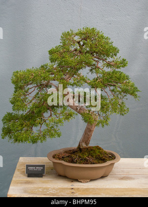 Albero di Bonsai a Brooklyn Botanic Garden Foto Stock