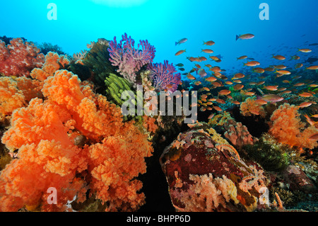 Dendronephthya klunzingeri, Pseudanthias sp., colorata barriera corallina con anthias, Gili Mimpang, Candidasa, Bali Foto Stock