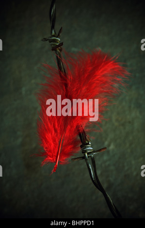 Red Feather bloccato in un barbwire Foto Stock