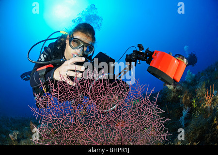 Scuba Diver prende le immagini di cavalluccio marino pigmeo sul corallo Gorgonia, subacquea-fotografo, Bali Foto Stock