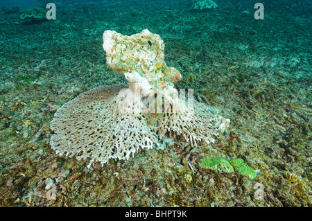 Acropora clathrata, rotte tabella di corallo morto a Coral reef, Candidasa, Bali, Indonesia, Indo-pacifico Ocean Foto Stock