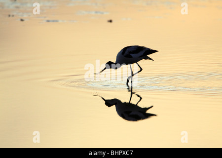 Avocet (Recurvirostra avosetta), alimentando al tramonto, Texel, Olanda Foto Stock