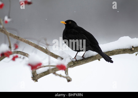 Merlo (Turdus merula), arroccato su viburno rosaio succursale in inverno, Germania Foto Stock