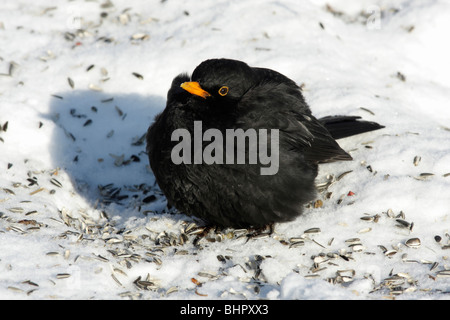 Merlo (Turdus merula), seduti su una coperta di neve la massa in inverno, Germania Foto Stock