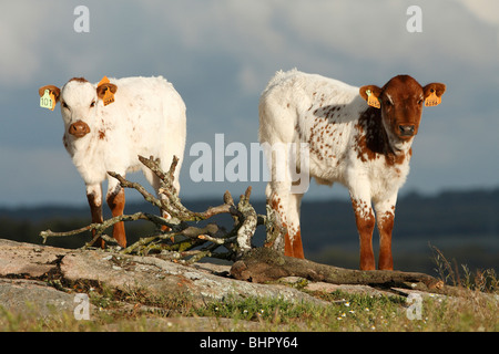Bovini, vitello con marchi auricolari, carni bovine di razza, Portogallo Foto Stock