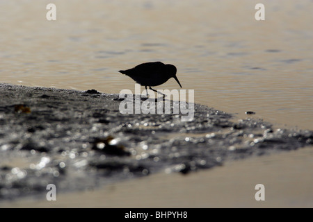 Dunlin (Calidris alpina), si nutrono di estuario, Northumberland, England, Regno Unito Foto Stock