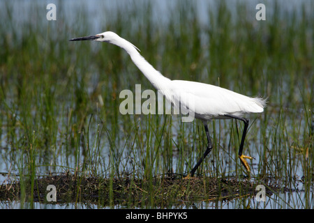 Garzetta (Egretta garzetta), alla ricerca di cibo in una palude, Portogallo Foto Stock