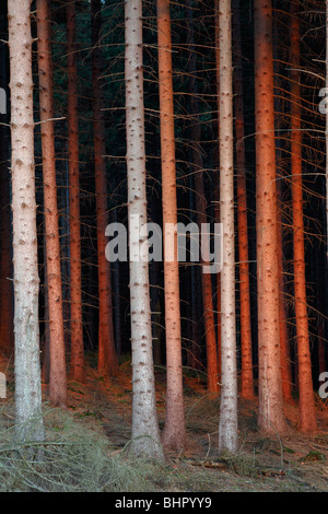 Abete steli (Picea abies), in bagliore del sole di setting, Germania Foto Stock