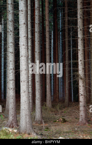 Abete steli (Picea abies), la silvicoltura in Germania Foto Stock