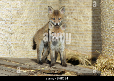 Red Fox (Vulpes vulpes vulpes) - 2 cuccioli giocando nel fienile aperto Foto Stock