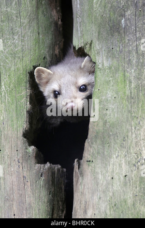 Faggio europeo / faina (Martes foina), il peering fuori den entrata nel gambo di albero, Germania Foto Stock