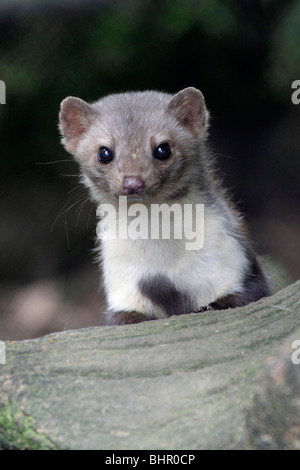 Il faggio / faina (Martes foina) - Ritratto di animale cercando di avviso, Hessen, Germania Foto Stock