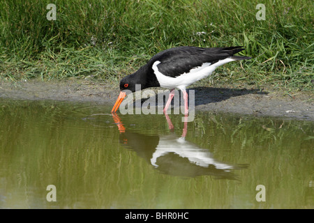 (Oystercatcher Haematopus ostralegus), alimentando in creek, Texel, Olanda Foto Stock