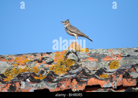 Crested Lark (Galerida cristata), appollaiato sul tetto di canto, Portogallo