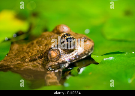 Close-up di una rana carino sul watter Foto Stock