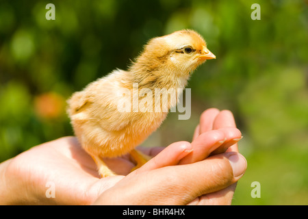 Pulcino di bambino su una donna di Palm Foto Stock