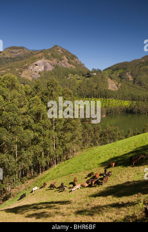 India Kerala, Munnar, le mucche al pascolo in attraente paesaggio agricolo accanto al lago Malupetty Foto Stock