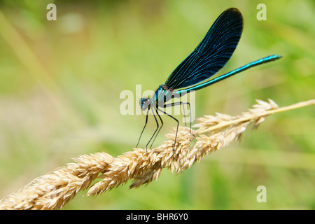Close-up la libellula seduto su una foglia di erba Foto Stock