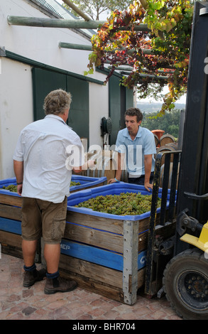 South African enologo e proprietario del Post vini della casa Nick Gebers selezionando fresco raccolte uve Chenin sulla sua azienda Foto Stock