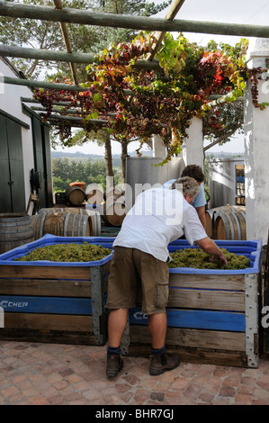 South African enologo e proprietario del Post vini della casa Nick Gebers selezionando fresco raccolte uve Chenin sulla sua azienda Foto Stock