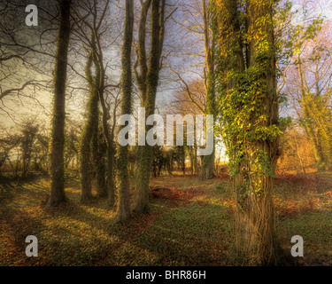 Arte della foto: Magic Woods (Regno Unito) Foto Stock