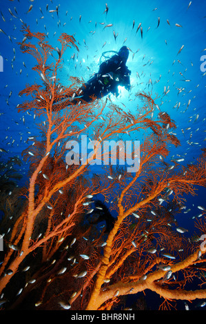 Subacqueo con annodato fan corallo e scopa nana, Jemeluk, Cemeluk, Amed, Bali Foto Stock