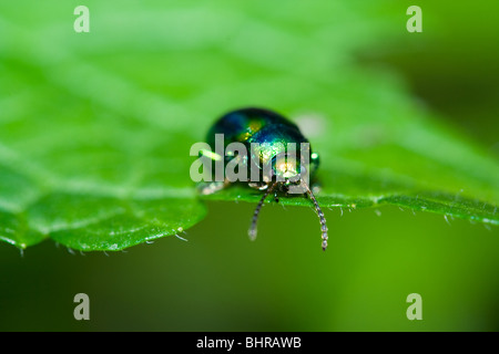 Molto dettagliata delle macro di un verde scarabeo a camminare su una foglia Foto Stock