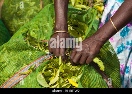 India Kerala, Munnar, donna raccoglitrice di tè le mani sacchetto ripieno di fresco con foglie prelevate Foto Stock