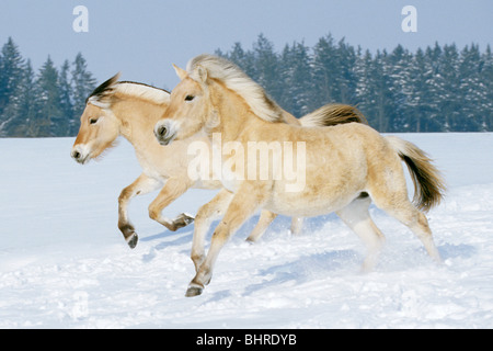 Due fiordo norvegese - cavalli al galoppo in snow Foto Stock