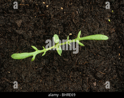 Profumati (mayweed Matricaria chamomilla) piantina i cotiledoni e le prime due foglie vere Foto Stock
