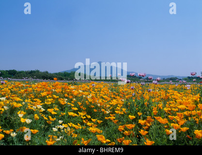 Islanda papavero, Shimotsuma, Ibaraki, Giappone Foto Stock