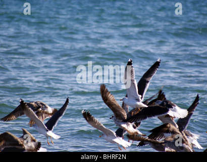 A Flock Of Seagulls di prendere il volo su un mare blu Foto Stock