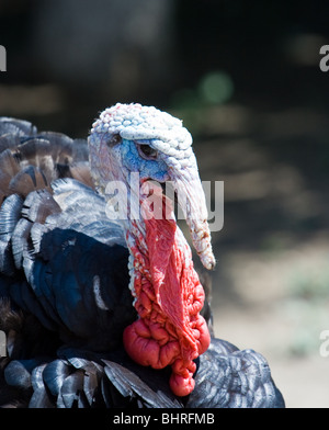 Close-up di un giovane la Turchia in un cortile Foto Stock