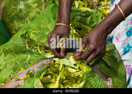 India Kerala, Munnar femminile, i raccoglitori mani sacchetto ripieno con appena raccolto le foglie di tè Foto Stock