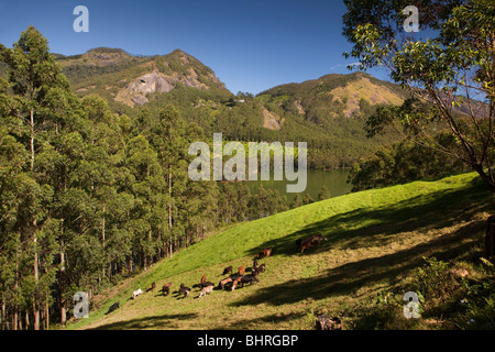 India Kerala, Munnar, le mucche al pascolo in attraente paesaggio agricolo accanto al lago Malupetty Foto Stock