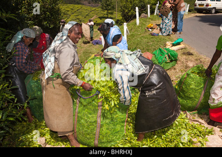 India Kerala, Munnar, donne raccoglitrici di sacchetti di farcitura con appena raccolto le foglie di tè Foto Stock