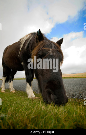 Dartmoor pony mangiare erba di fianco alla strada Foto Stock