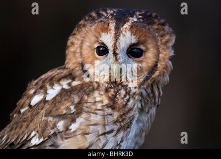 Allocco Strix aluco singolo adulto close-up verticale REGNO UNITO Foto Stock