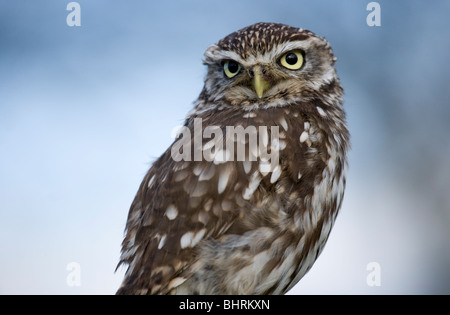 Civetta Athene noctua Close-up verticale del singolo adulto Gloucestershire, Regno Unito Foto Stock