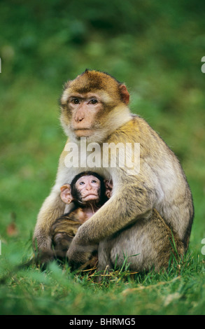 Barbary Macaque con cub - seduto su un prato / Macaca sylvanus Foto Stock