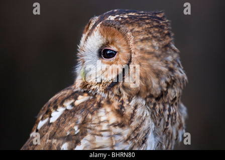 Allocco Strix aluco singolo adulto close-up verticale REGNO UNITO Foto Stock