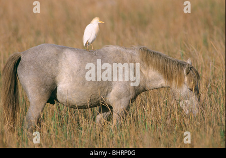 Simbiosi: Camargue a cavallo con garzetta sulla sua schiena Foto Stock