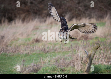 Gufo reale Bubo bubo unico maschio adulto battenti Gloucestershire, Regno Unito Foto Stock