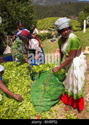India Kerala, Munnar, donne raccoglitrici di sacchetti di farcitura con appena raccolto le foglie di tè Foto Stock