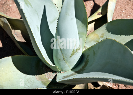 Vista ravvicinata di luce e ombra sulle belle forme scultoree di agave azzurra pianta di cactus contro terra rossa città di Oaxaca Messico Foto Stock