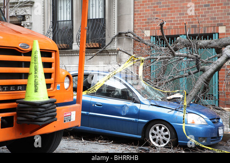 Auto parcheggiata schiacciato dal vento danneggiato tree Foto Stock
